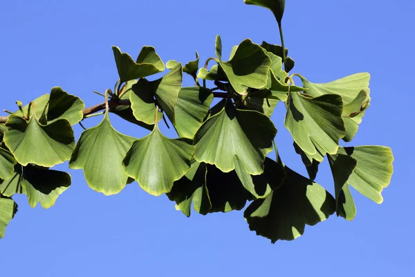 Ginkgo Biloba Gröna Löv Isolerade Blå Bakgrund — Stockfoto