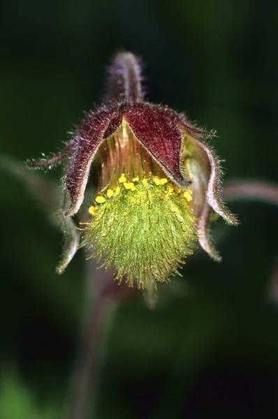 Avens Geum Rivale Çiçek — Stok fotoğraf