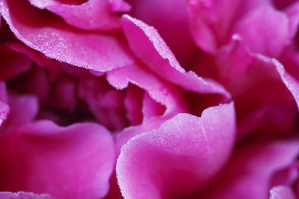 Frequentes Peony Paeonia Officinalis Flor — Fotografia de Stock