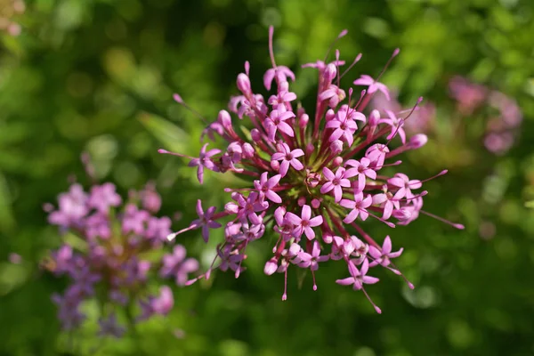 Цветущая Кавказская Полынь Phuopsis Stylosa — стоковое фото