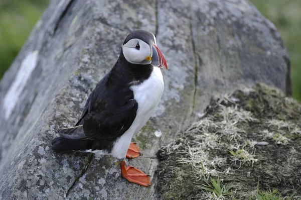 Puffin Atlántico Fratercula Arctica Isla Runde More Romsdal Noruega Escandinavia — Foto de Stock