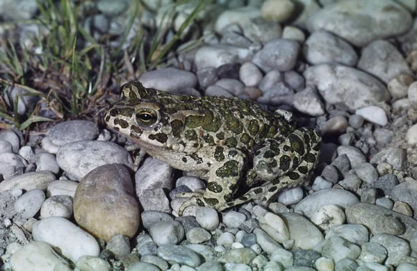 Sapo Verde Europeu Bufo Viridis — Fotografia de Stock