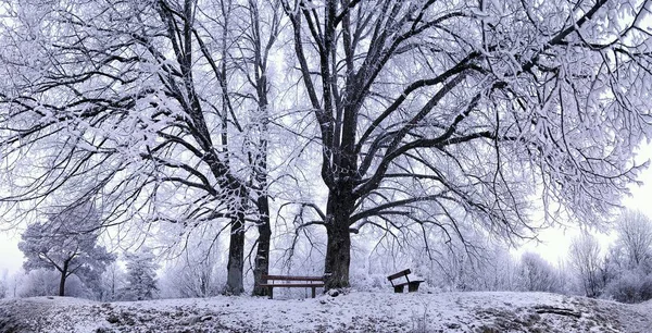 Bancs Sous Les Tilleuls Hiver Eichstaett Bavière Allemagne Europe — Photo