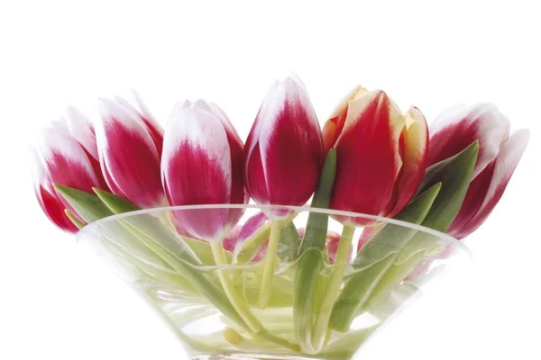 Rot Weiße Tulpen Glasschale — Stockfoto