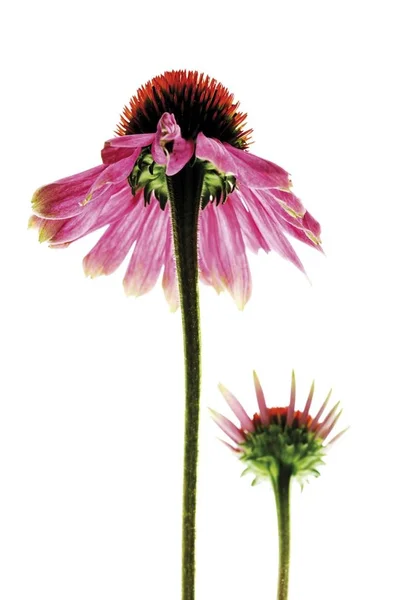 Purple Echinacea Coneflower Medicinal Plant Flowers — Stock Photo, Image