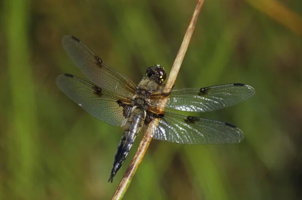 Close Quatro Manchado Chaser Libellula Quadrimaculata — Fotografia de Stock