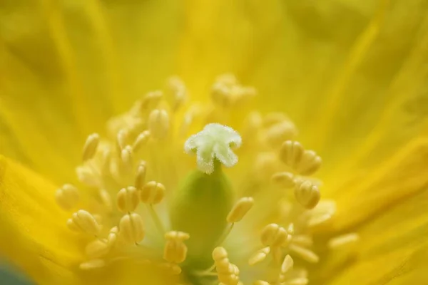 Galce Haşhaş Meconopsis Cambrica Almanya Nın Stigma — Stok fotoğraf