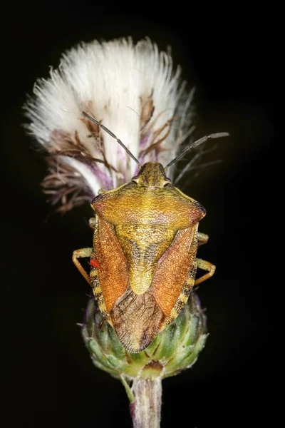 Carpocoris fuscispinus bug sentado na flor — Fotografia de Stock