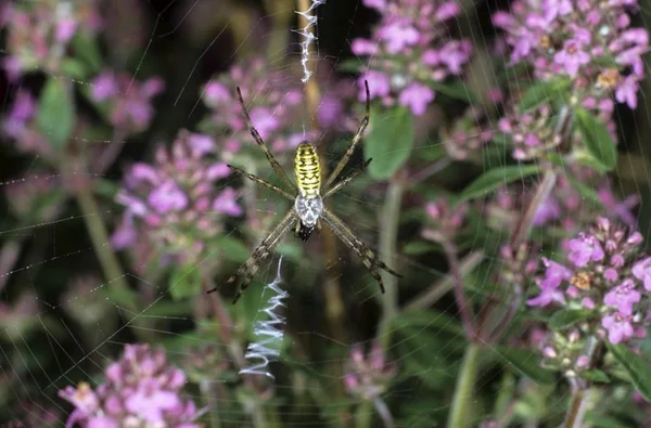 Wasp Павук Argyope Bruennichi Argiope Сім Маленький Павучок Веб Вузла — стокове фото