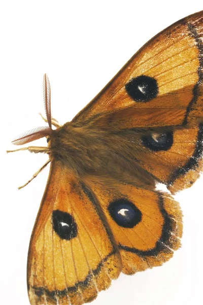 Polilla Saturnia Saturnia Aislada Sobre Mariposa Blanca — Foto de Stock