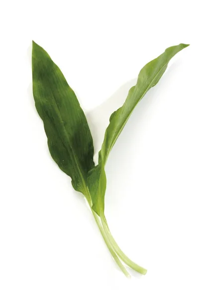 Ramson Ursinum — 스톡 사진