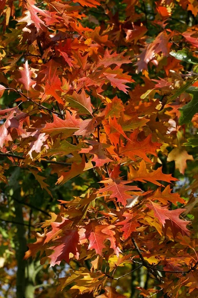 Roble Rojo Americano Hojas Colores Otoñales Follaje Colorido Quercus Rubra — Foto de Stock