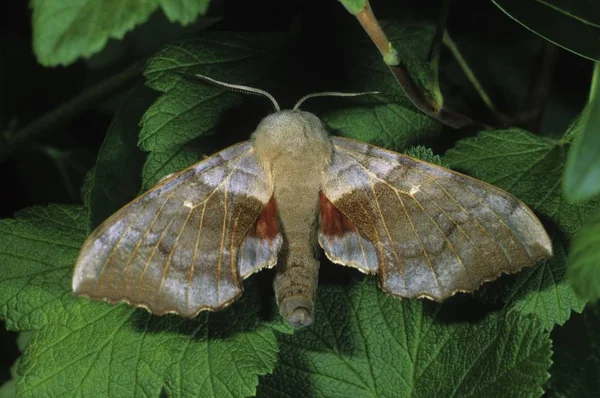 Polilla Halcón Álamo Laothoe Populi Especie Del Orden Sphingidae Las — Foto de Stock