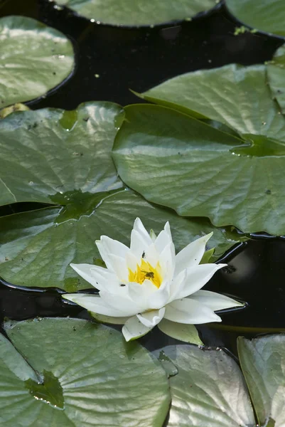 Flor Ninfa Ninfa Nenúfar Flor Estanque — Foto de Stock