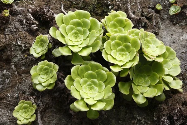 Aeonium Crassulacaea 오슬로 Gomera 카나리아 스페인 — 스톡 사진