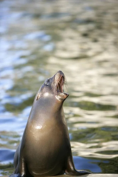 Seal Pinnipedia Gritando Ladrando —  Fotos de Stock