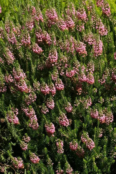 Flowering Cornish Heath Cultivar Keverne Erica Vagans Keverne — Stock Photo, Image