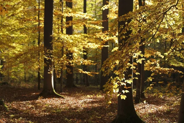 Rhoen Franconia Baviera Alemanha Europa — Fotografia de Stock