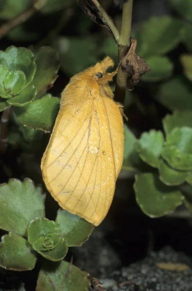 Euthrix Potatoria Philudoria Potatoria의 클로즈업 — 스톡 사진