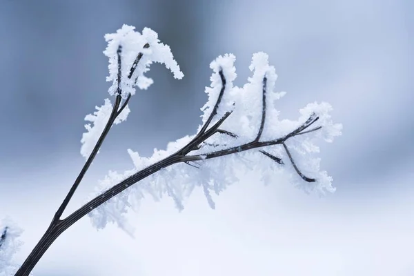 Gelée Sur Branche Arbre Gros Plan — Photo