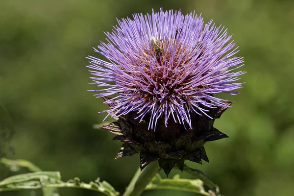 Квітуча Картопля Cynara Cardunculus Крупним Планом — стокове фото