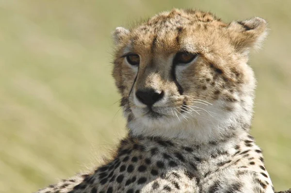 Кот Гепард Acinonyx Fabus Национальном Заповеднике Масаи Мара Кения Африка — стоковое фото