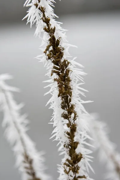 Cristaux Herbe Glace Hesse Allemagne Europe — Photo