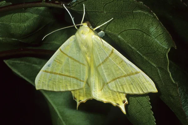 Κοντινό Πλάνο Καταπίνει Ουρά Moth Ourapteryx Sambucaria — Φωτογραφία Αρχείου