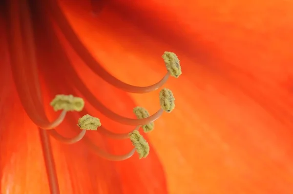 Amarilis Rojo Macro Disparo Flor Amaryillis Hippeastrum — Foto de Stock