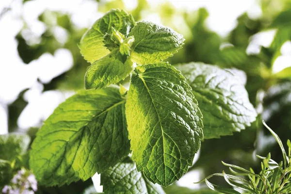 Daun Mint Hijau Aromatik — Stok Foto