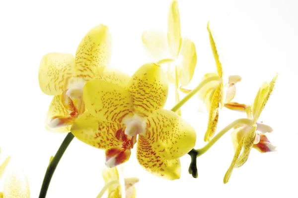 Жовта Квітка Орхідеї Орхідні — стокове фото