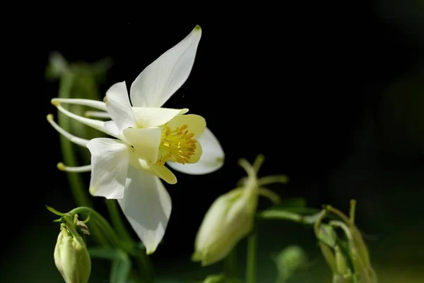 Columbina Aquilegia Florecen Frente Fondo Oscuro Mindelheim Baviera Alemania Europa — Foto de Stock