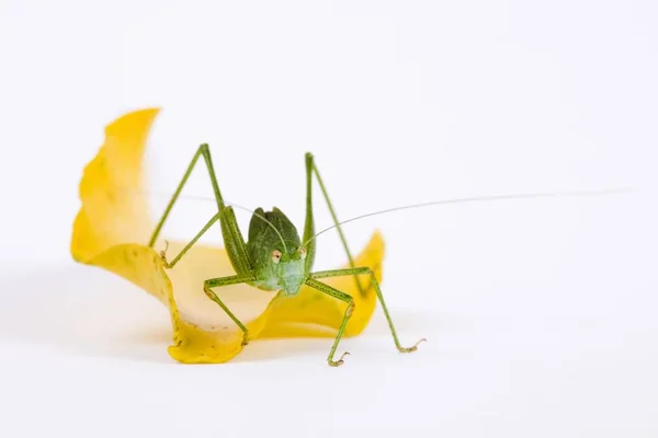 대통령은 크리켓 Leptophyes Punctatissima — 스톡 사진