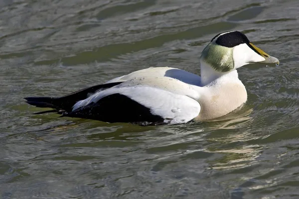 Zwemmen Gemeenschappelijk Eider Somateria Mollissima Drake Schleswig Holsteinisches Wattenmeer Nationaal — Stockfoto