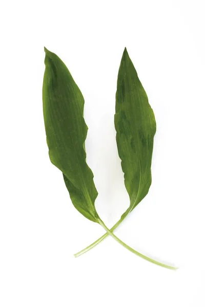 Ramson Ursinum — 스톡 사진