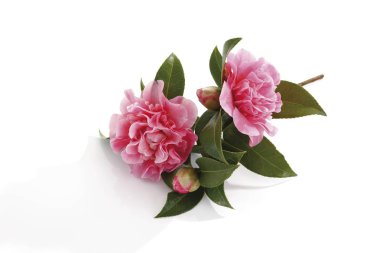Japanese Camellia (Camellia japonica) clipart