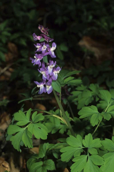 Corydalis Bulbosa Common Name Species Corydalis Fumewort — Stock Photo, Image