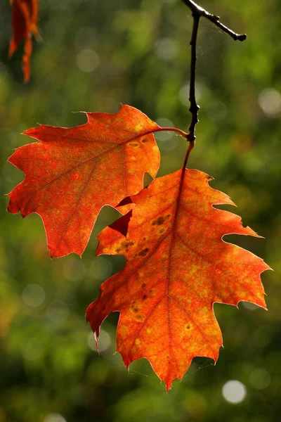 Amerykański Dąb Czerwony Liście Kolory Jesieni Kolorowych Liści Quercus Rubra — Zdjęcie stockowe
