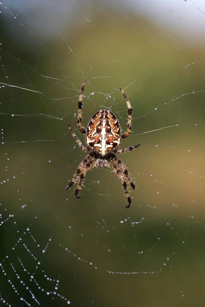 Spinrag met dauwdruppels in de natuur — Stockfoto