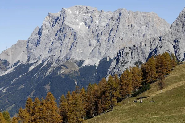 Zugspitze Con Árboles Alerce Larix Creciendo Primer Plano Ehrwald Tirol —  Fotos de Stock