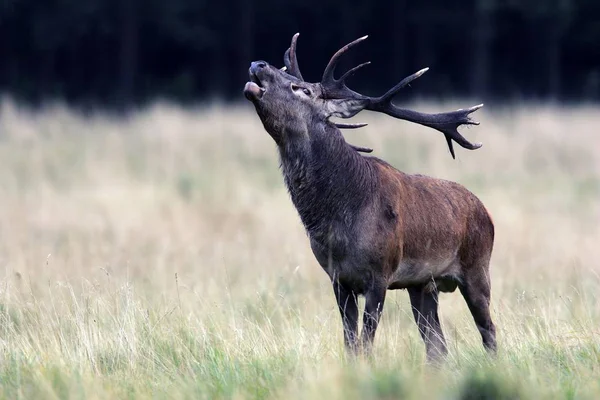 Belling Röda Stag Brunsten Kronhjort Fältet Manliga Cervus Elaphus — Stockfoto