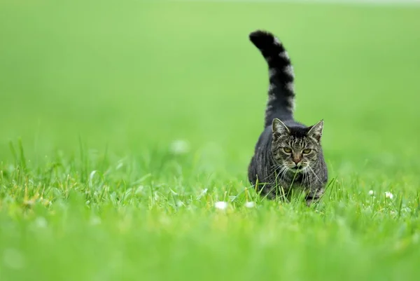 Gato Doméstico Felis Catus Andando Sobre Gramado — Fotografia de Stock