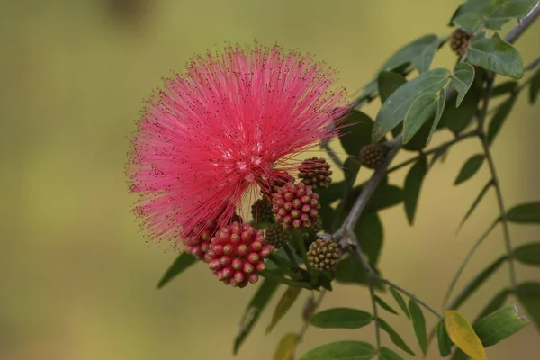 Calliandra flower on branch, summer exotic flower