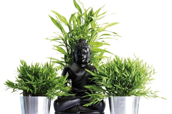 Lucky Bamboo Leaves Dracaena Sanderiana Buddha Statue — Stock Photo, Image