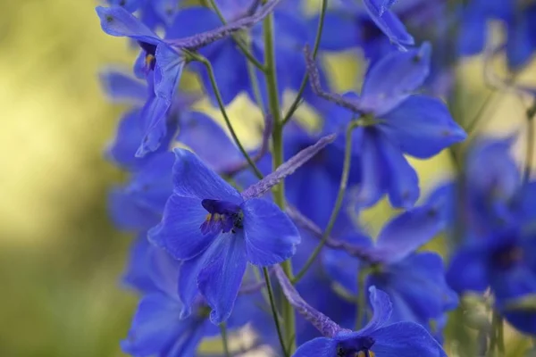 Larkspur Delphinium Belladonna Hybrid Atlantis Planta Jardín — Foto de Stock