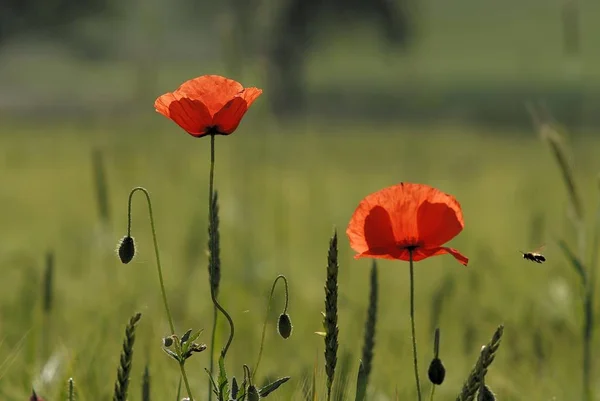 Corn poppy flowers in green meadow — Stock Photo, Image