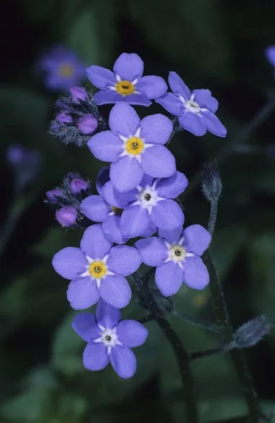 Hout Vergeet Niet Myosotis Sylvatica — Stockfoto