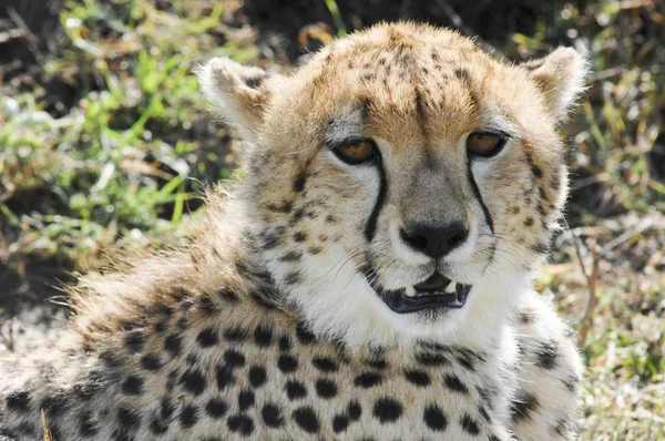 Cheetah Acinonyx Jubatus Cat Nella Riserva Nazionale Masai Mara Kenya — Foto Stock