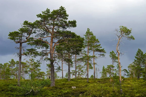 Conífera Pinheiro Oppland Noruega Europa — Fotografia de Stock