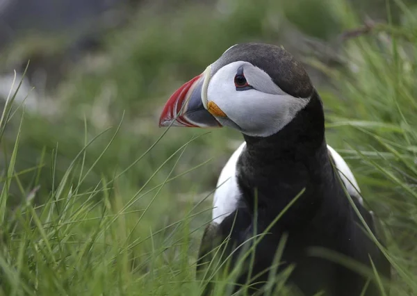 Atlantic Puffin Fratercula Arctica Νορβηγία Σκανδιναβία Ευρώπη — Φωτογραφία Αρχείου